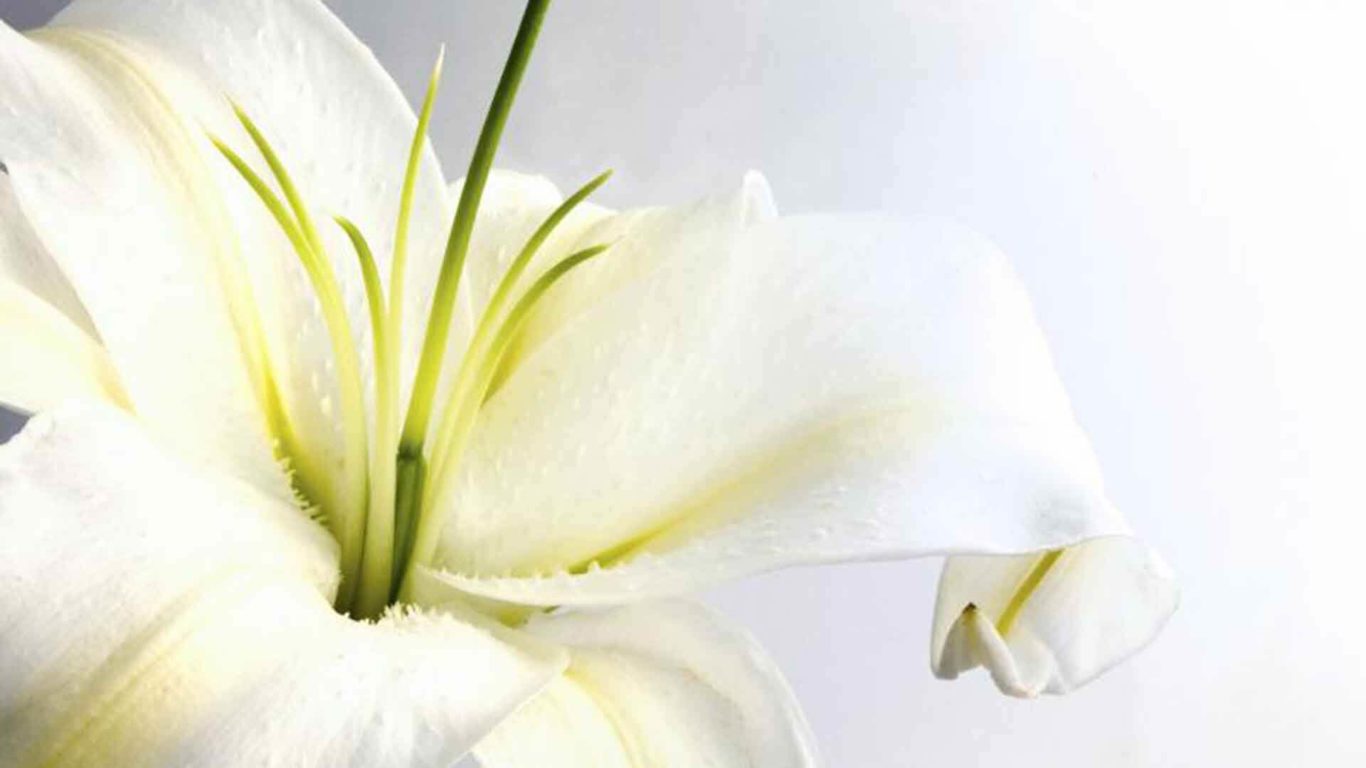 lilly